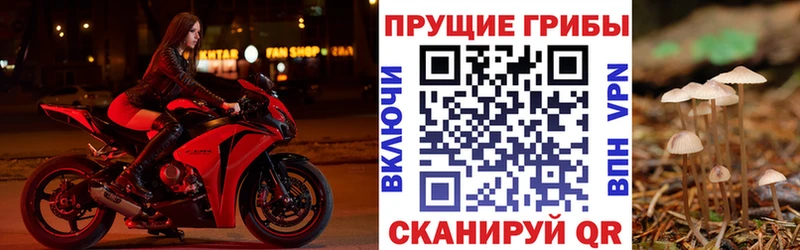 Купить  Новое Девяткино  Галлюциногенные грибы GOLDEN TEACHER 